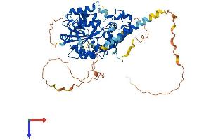 AlphaFold protein structure predicition of Human Recombinant CHST2 Protein, UniprotID Q9Y4C5