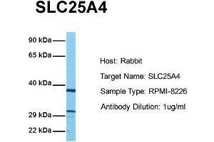 Host: Rabbit Target Name: SLC25A4 Sample Tissue: Human RPMI-8226 Antibody Dilution: 1. (SLC25A4 anticorps  (N-Term))
