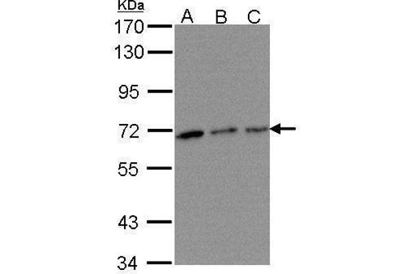 TROVE2 antibody  (Center)