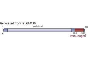 Image no. 3 for anti-Golgin A2 (GOLGA2) (AA 869-982) antibody (ABIN968197) (Golgin A2 (GOLGA2) (AA 869-982) anticorps)