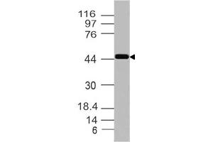 Image no. 1 for anti-Inhibin (INH) (AA 196-366) antibody (ABIN5027318) (Inhibin anticorps  (AA 196-366))