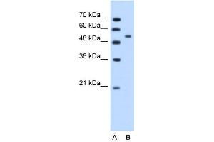 Perilipin antibody used at 1.
