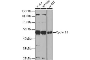 Western blot analysis of extracts of various cell lines, using Cyclin B2 Rabbit pAb  at 1:1000 dilution.