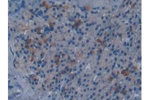 DAB staining on IHC-P; Samples: Mouse Pancreas Tissue (DISC1 anticorps  (AA 151-330))