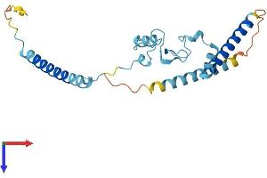 AlphaFold protein structure predicition of Human Recombinant RP9 Protein, UniprotID Q8TA86