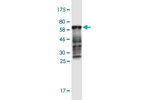 Western Blot detection against Immunogen (60. (CDX2 anticorps  (AA 1-313))