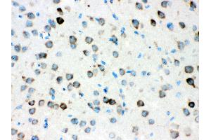 Anti- ATX2 Picoband antibody, IHC(P) IHC(P): Mouse Brain Tissue (Ataxin 2 anticorps  (C-Term))