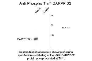 Western blot of DARPP-32 Thr34 Antibody Western Blot of Rabbit anti-DARPP-32 Thr34 Antibody.