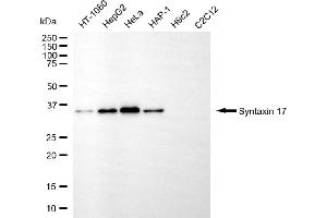 Western blotting analysis using syntaxin 17 antibody (ABIN7800493). (Syntaxin 17 anticorps)