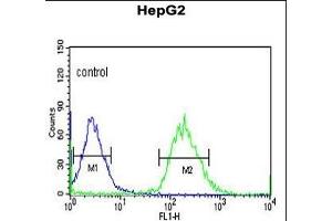 YMEL1 Antibody (N-term) (ABIN651076 and ABIN2840062) flow cytometric analysis of HepG2 cells (right histogram) compared to a negative control cell (left histogram). (YME1L1 anticorps  (N-Term))