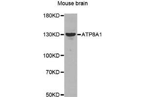 Western Blotting (WB) image for anti-ATPase, Class I, Type 8A, Member 1 (ATP8A1) antibody (ABIN1871182) (ATP8A1 anticorps)