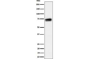 Western blot analysis of SSX2IP expression in HeLa cell lysate.