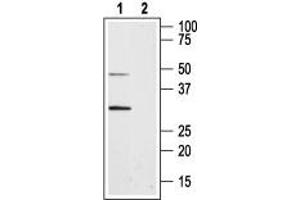 Western blot analysis of rat pancreas membranes: - 1. (Aquaporin 8 anticorps  (Intracellular, N-Term))