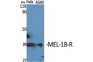 Western Blot (WB) analysis of specific cells using MEL-1B-R Polyclonal Antibody. (Melatonin Receptor 1B anticorps  (C-Term))