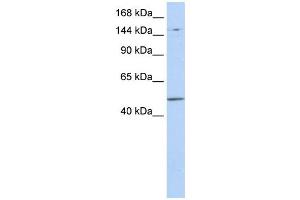 Western Blotting (WB) image for anti-PR Domain Containing 15 (PRDM15) antibody (ABIN2458960) (PRDM15 anticorps)