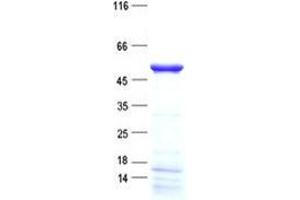 Validation with Western Blot (TRAPPC13 Protein (His tag))
