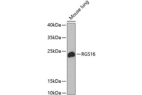 RGS16 anticorps