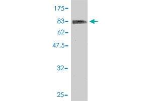 Western Blot detection against Immunogen (89.