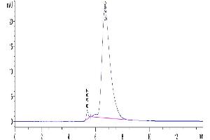 The purity of Human DNAM-1 is greater than 95 % as determined by SEC-HPLC.