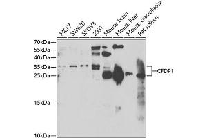 Western blot analysis of extracts of various cell lines, using CFDP1 antibody  at 1:1000 dilution. (CFDP1 anticorps  (AA 1-299))