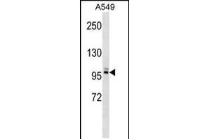 Western blot analysis in A549 cell line lysates (35ug/lane). (PLEKHG5 anticorps  (N-Term))