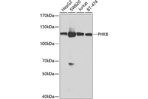 Western blot analysis of extracts of various cell lines, using PHKB antibody (ABIN6129077, ABIN6145560, ABIN6145561 and ABIN6224038) at 1:1000 dilution. (PHKB anticorps  (AA 854-1093))