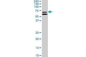 SHC2 monoclonal antibody (M01), clone 4A4.
