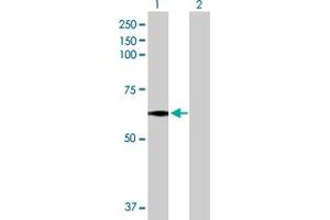 Western Blot analysis of MEIS2 expression in transfected 293T cell line by MEIS2 MaxPab polyclonal antibody.