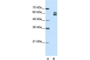 Western Blotting (WB) image for anti-Mismatch Repair Protein 2 (MSH2) antibody (ABIN2462390) (MSH2 anticorps)