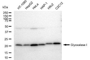 Western blotting analysis using Glyoxalase I antibody (ABIN7798785). (Recombinant GLO1 anticorps)
