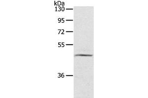Western Blot analysis of TM4 cell using CERS3 Polyclonal Antibody at dilution of 1:200 (LASS3 anticorps)