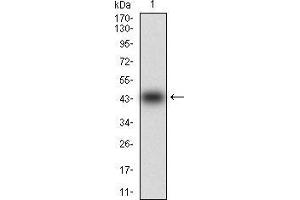 Western blot analysis using MMEL1 mAb against human MMEL1 (AA: 1-107) recombinant protein. (MMEL1 anticorps  (AA 1-107))