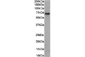 Western Blot using anti-CD266 antibody 10E5. (Recombinant CD226 anticorps)