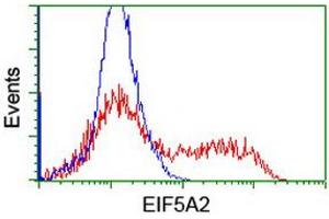 Image no. 4 for anti-Eukaryotic Translation Initiation Factor 5A2 (EIF5A2) antibody (ABIN1497996)