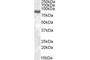 Western Blotting (WB) image for anti-Lactotransferrin (LTF) (Internal Region) antibody (ABIN2466594) (Lactoferrin anticorps  (Internal Region))