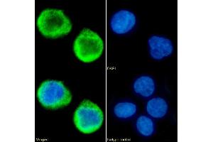 Immunofluorescence staining of fixed K562 cells with anti-MS4A4A antibody 5C12. (Recombinant MS4A4A anticorps)
