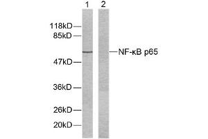 Western blot analysis of extracts from HeLa cells using NF-κB p65 (Ab-536) antibody (E021014). (NF-kB p65 anticorps)