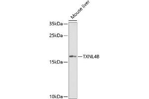 TXNL4B antibody  (AA 1-149)