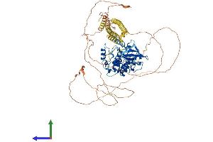 AlphaFold protein structure predicition of Mouse Recombinant Mylk3 Protein, UniprotID Q3UIZ8