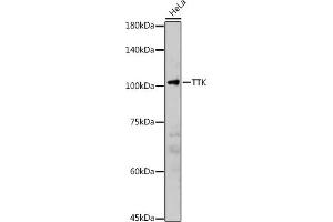 Western blot analysis of extracts of HeLa cells, using TTK antibody (ABIN3016143, ABIN3016144, ABIN3016145 and ABIN6219576) at 1:2000 dilution.