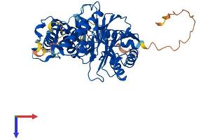 AlphaFold protein structure predicition of Human Recombinant PPM1F Protein, UniprotID P49593