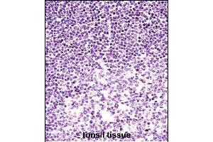 H2AFX Antibody (C-term) (ABIN657639 and ABIN2846635) immunohistochemistry analysis in formalin fixed and paraffin embedded human tonsil tissue followed by peroxidase conjugation of the secondary antibody and DAB staining.