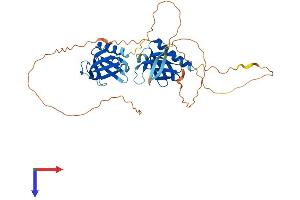 AlphaFold protein structure predicition of Human Recombinant PLEKHA1 Protein, UniprotID Q9HB21