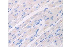 Used in DAB staining on fromalin fixed paraffin- embedded heart tissue