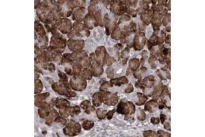 Immunohistochemical staining of human pancreas with TMEM218 polyclonal antibody  shows strong cytoplasmic positivity in exocrine glandular cells. (TMEM218 anticorps)