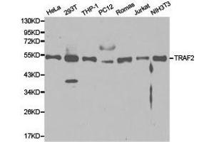 Western Blotting (WB) image for anti-TNF Receptor-Associated Factor 2 (TRAF2) antibody (ABIN1875191) (TRAF2 anticorps)