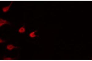 ABIN6267582 staining RAW264.