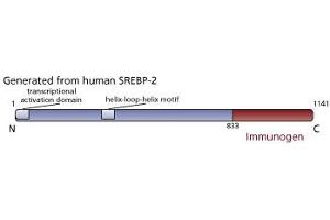 Image no. 2 for anti-Sterol Regulatory Element Binding Transcription Factor 2 (SREBF2) (AA 833-1141) antibody (ABIN967564) (SREBF2 anticorps  (AA 833-1141))