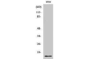 Western Blotting (WB) image for anti-Cellular Retinoic Acid Binding Protein 2 (CRABP2) (Internal Region) antibody (ABIN3184072) (CRABP2 anticorps  (Internal Region))