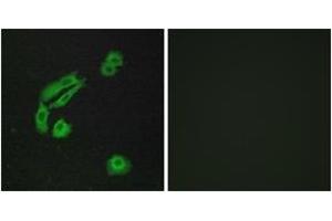 Immunofluorescence (IF) image for anti-Olfactory Receptor, Family 4, Subfamily C, Member 13 (OR4C13) (AA 260-309) antibody (ABIN2891003) (OR4C13 anticorps  (AA 260-309))